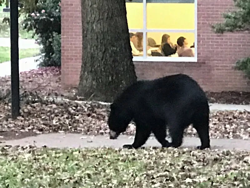 Bears on Campus